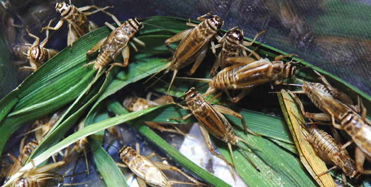 cricket_1.png